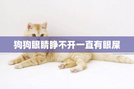 狗狗眼睛睁不开一直有眼屎